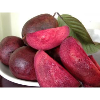 ỔI TÍM MALAIXIA CHUẨN GIỐNG