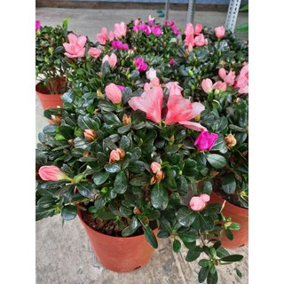 🌷🌱Hoa đỗ quyên 2 màu🌱🌷