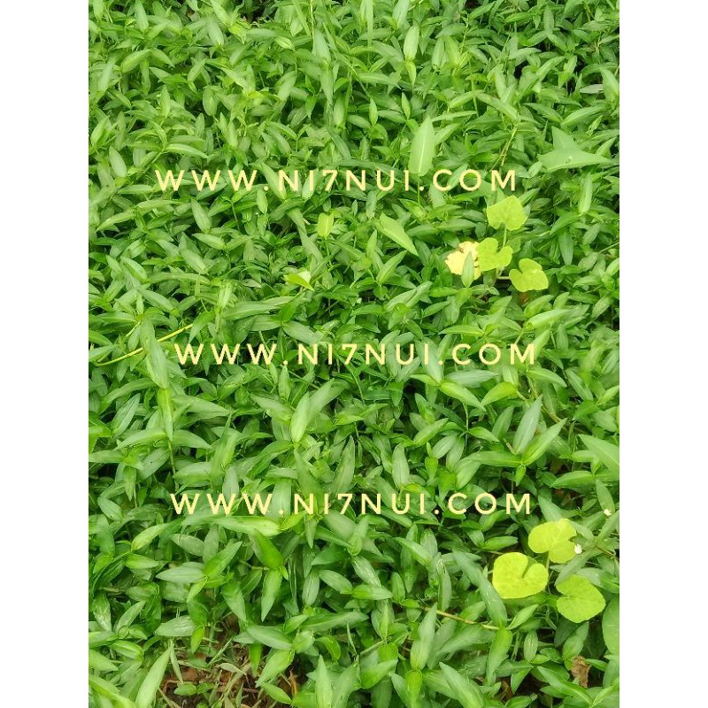 300g Rau trai  tươi. Cây giống - shop Ni Bảy Núi