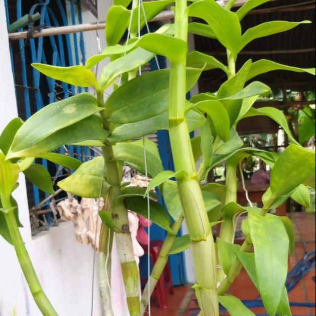 Lan denro bông to.đẹp