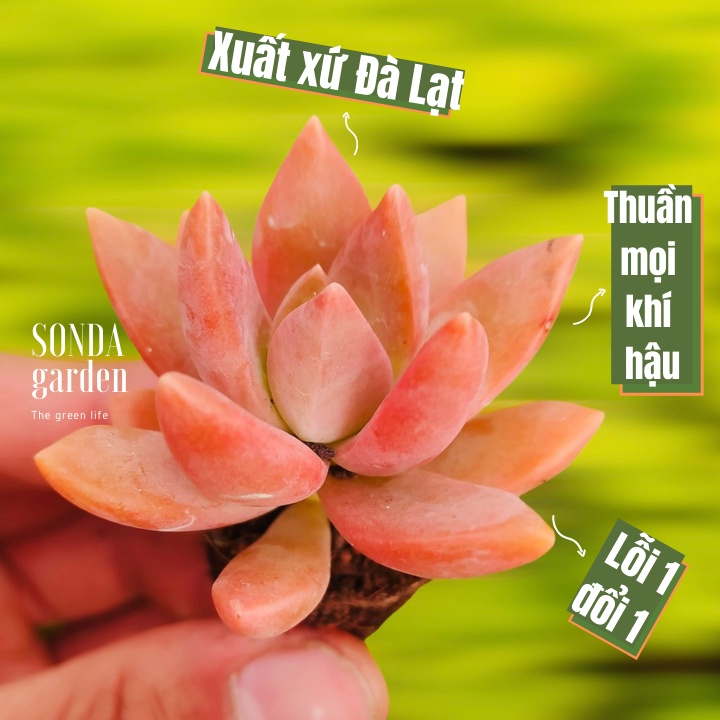 Sen đá đá đỏ SONDA GARDEN size mini 2.5-4cm, xuất xứ Đà Lạt, khoẻ đẹp, lỗi 1 đổi 1