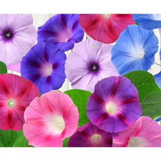 Hạt giống hoa leo bìm bìm (bìm bịp) MIX nhiều màu gói 50 hạt