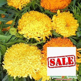 Hạt giống hoa cúc vạn thọ cao 50 hạt SALE