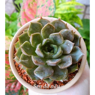 Sen đá Nâu size bầu - kèm chậu đất nung