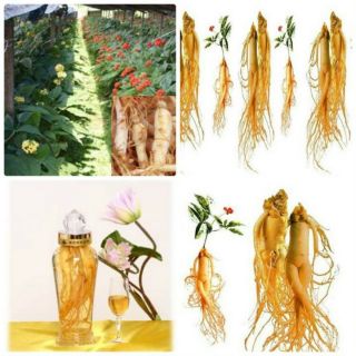 5H HẠT GIỐNG SÂM HÀN QUỐC