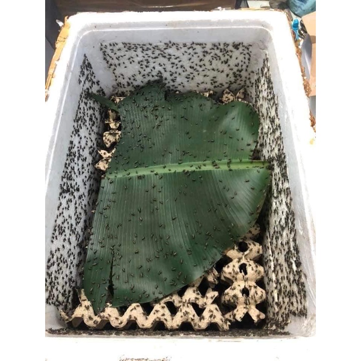 Trứng dế mèn Thái vàng