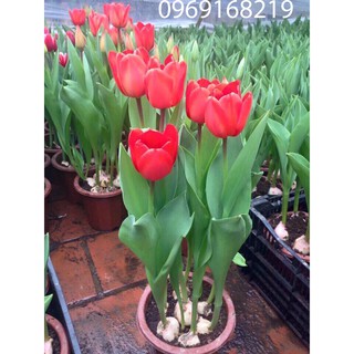 Combo 5 củ tulip 5 màu