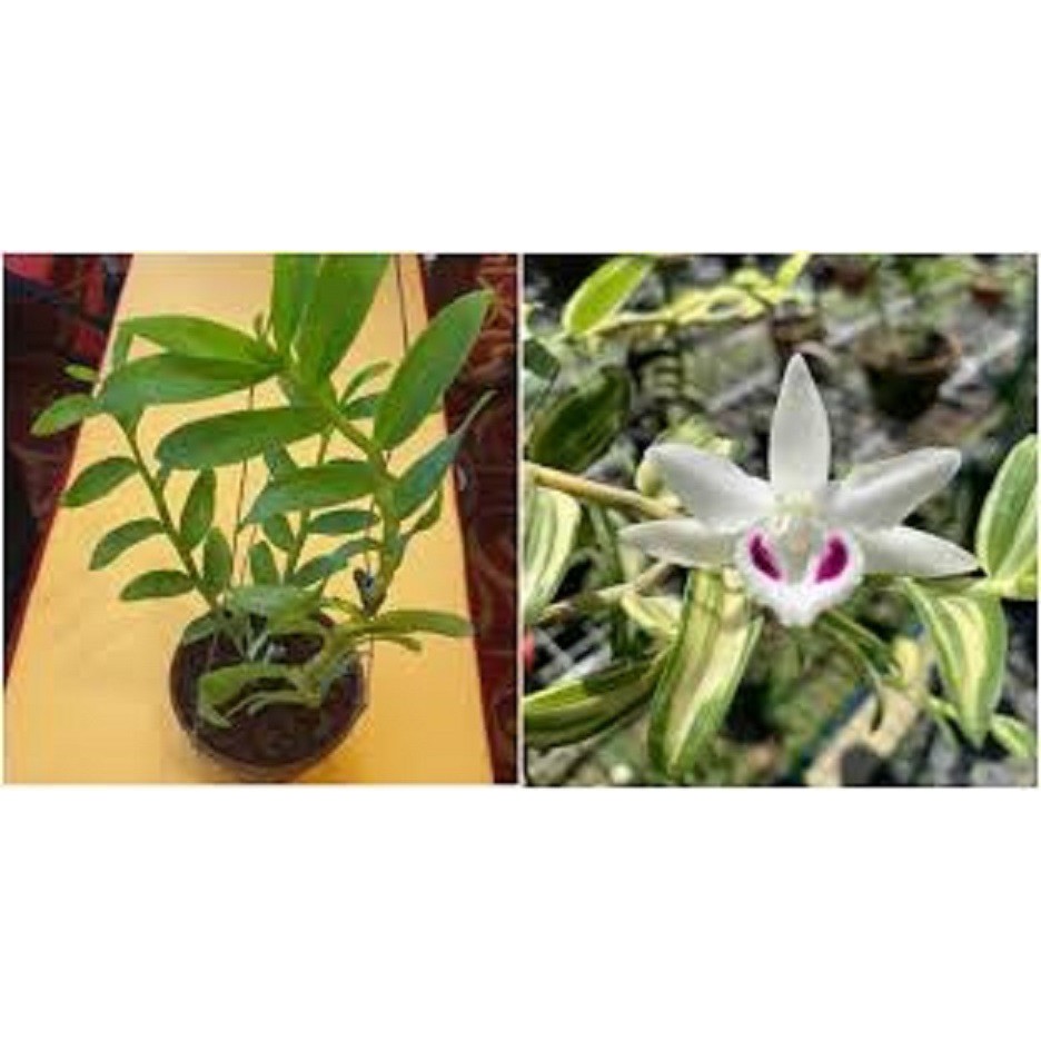 Cốc phi điệp 5 cánh trắng NGƯỜI ĐẸP BÌNH DƯƠNG (5ct)- hàng gieo hạt - hoa xổ số - hoa siêu đẹp giá rẻ