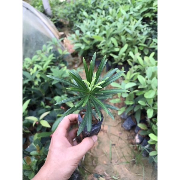 Cây giống Tùng La Hán Nhật Bản-Mua 5 tặng 1