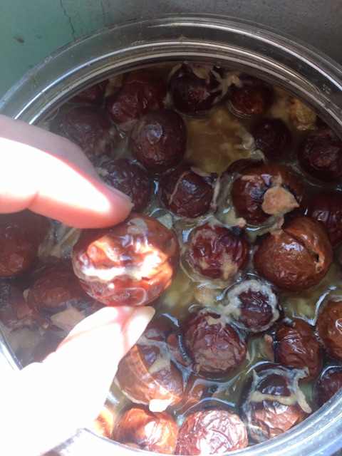 BỒ HÒN TÁCH HẠT