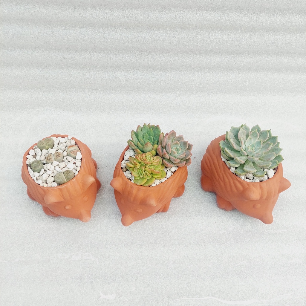 Chậu đất nung, Chậu sen đá - Nhím con, miệng chậu 8cm đến 9cm, chiều cao 7cm