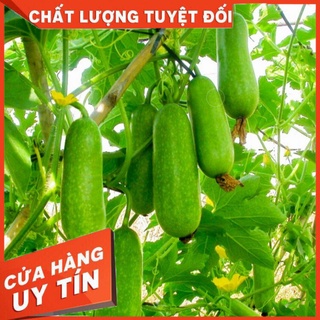 ⚡hạt giống bí đao chanh_15 hạt