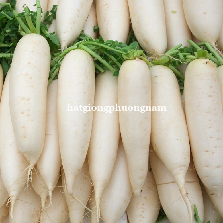 HẠT GIỐNG CỦ CẢI TRẮNG