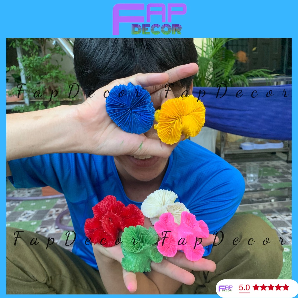 SAN HÔ HẢI QUỲ PHONG THỦY PHỐI MÀU SIÊU ĐẸP, TRANG TRÍ BỂ CÁ. NHÀ CỬA - FAPDECOR
