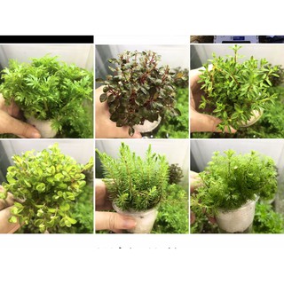 CÂY THỦY SINH TRỒNG TRONG BỂ CÁ CẢNH- CÂY CẮT CẮM