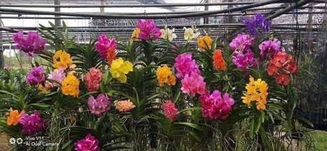 Hoa lan Vanda giống hoa to