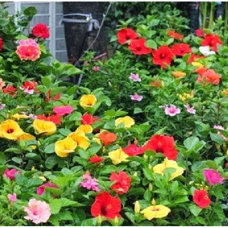 Hạt giống hoa râm bụt lùn mix 10 hạt