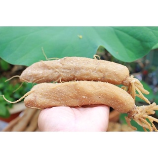 Củ cái muối -Xá Bấu nguyên củ