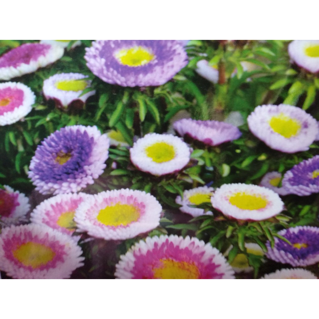 HẠT GIỐNG HOA CÚC NHẬT POMPOM Painted Daisy, 100+ Seeds, Beautiful Mulit Colours Blooms.