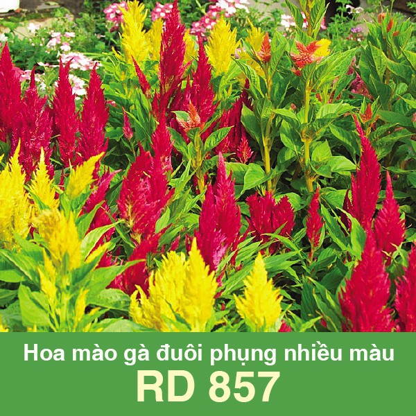 Hạt giống hoa mào gà đuôi phụng nhiều màu RD 857 (0.1gr) (Vườn Sài Gòn - Vuon Sai Gon)