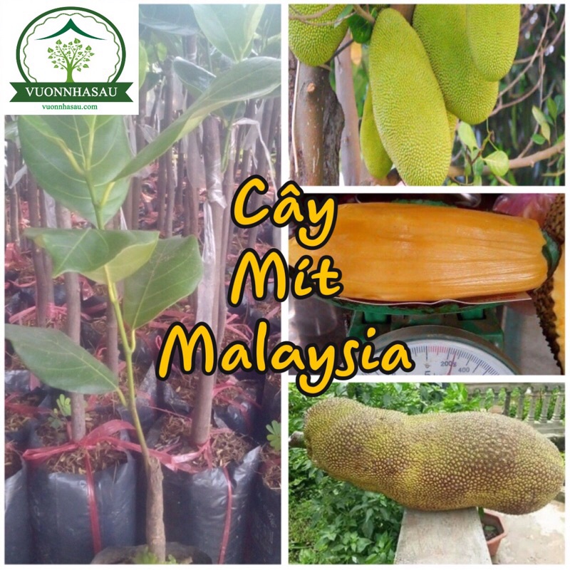 Cây Mít Malaysia - Mít Trái Dài