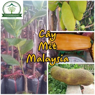 Cây mít malaysia - mít trái dài