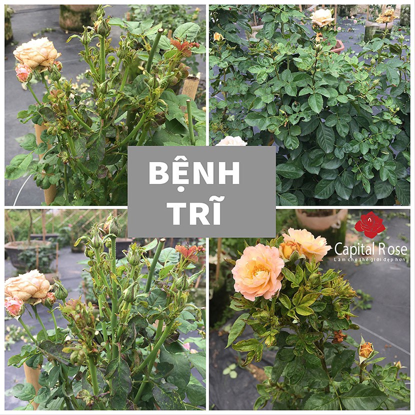 (HOT) Chế phẩm chuyên bọ trĩ, bọ phấn trắng, sâu ăn lá, rận rệp hại hoa hồng, hoa mai, phong lan dung thay radiant (Chas