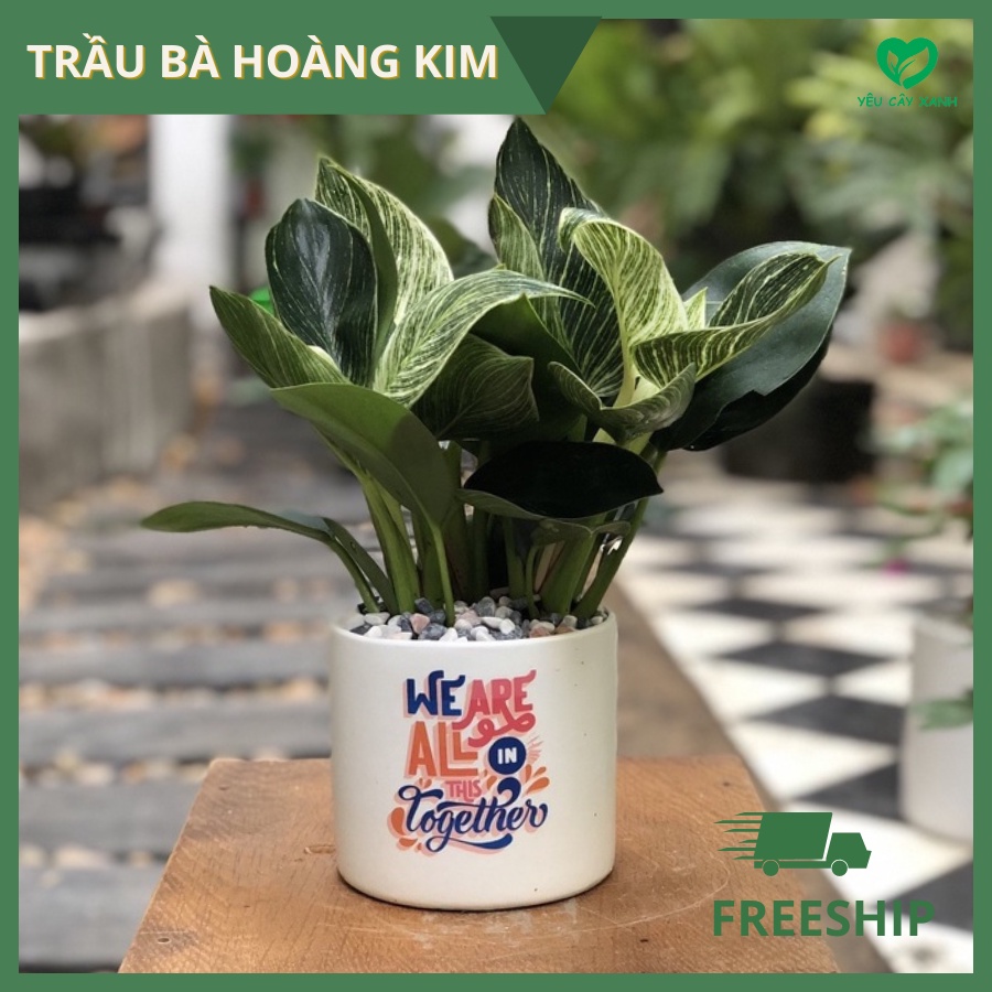 Trầu Bà Hoàng Kim để bàn - Trầu Bà Đế Vương Sọc