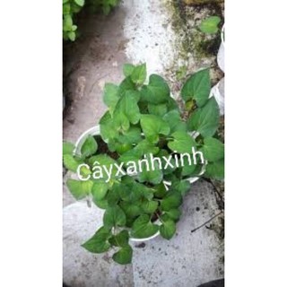 rau diếp cá giống