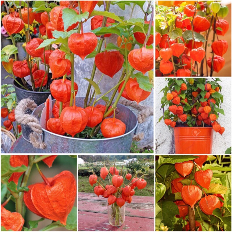 Hạt giống thù lù cam Orichy F1