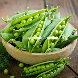 HẠT GIỐNG ĐẬU HÀ LAN