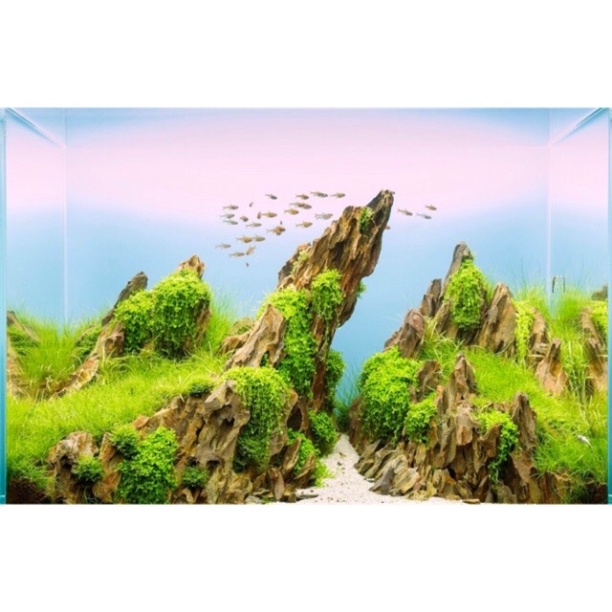 Đá tiger trang trí bể thuỷ sinh cực đẹp cỡ lớn 20~30, 30~40 cm