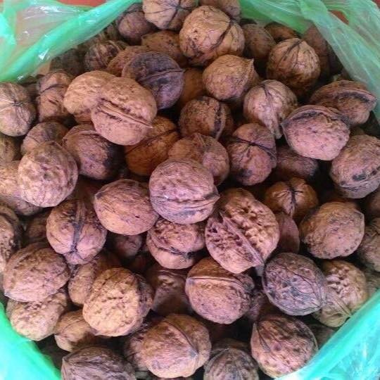 Óc chó rừng lẻ 1kg