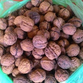 Óc chó rừng lẻ 1kg