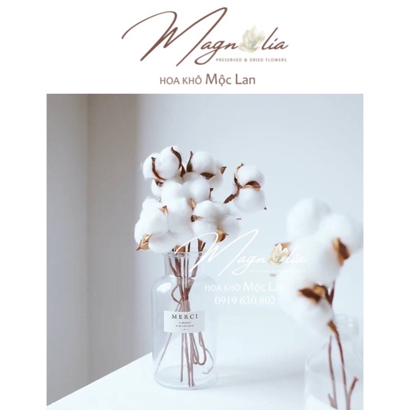Hoa bông gòn cotton cắm hoa khô, trang trí nhà cửa, chụp ảnh sản phẩm
