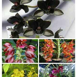 Hoa lan Thiên Nga màu xổ số