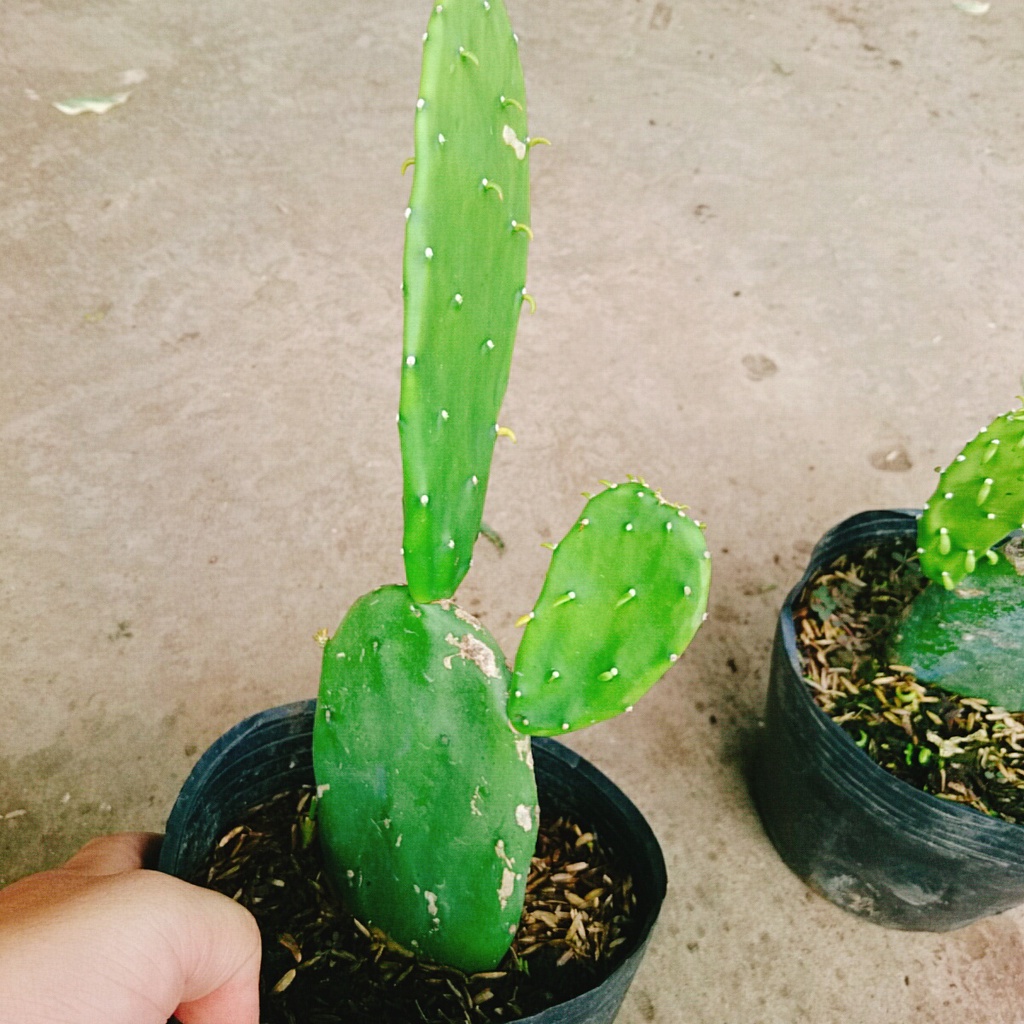 Xương rồng tai thỏ, cây giao như video, trang trí nhà cửa, quán cà phê, không tốn công chăm sóc nhiều - caykiengsadec