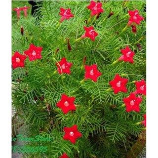 HẠT HOA TÓC TIÊN DẠNG LEO - GÓI 0,5 GRAM