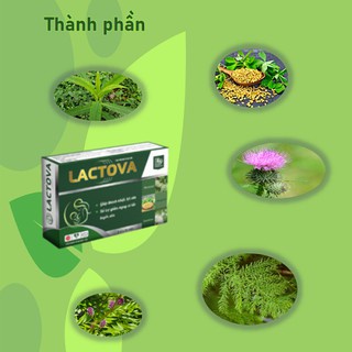 LACTOVA – Giúp thanh nhiệt lợi sữa, hỗ trợ giảm nguy cơ tắc tuyến sữa ở phụ nữ sau sinh (30 viên)