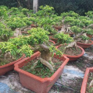 Cây Mai Chiếu Thuỷ Bonsai