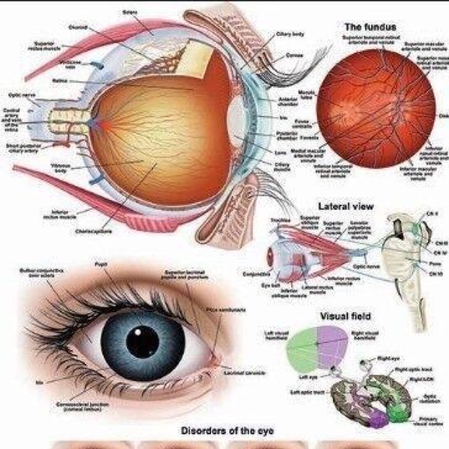 Tranh giải phẫu mắt