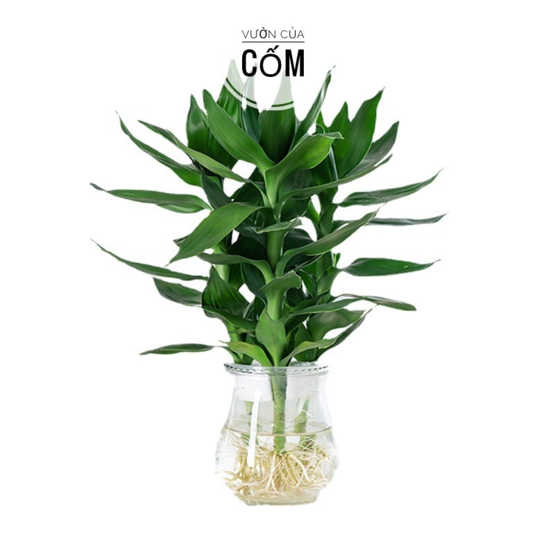 Cây Phất Lộc thủy sinh để bàn , ban thần tài  . Cây mang lại tài lộc , may mắn cho gia chủ