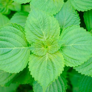 [Hạt giống Hàn Quốc] Hạt giống lá mè Hàn Quốc - tỷ lệ nảy mầm 85% (gói 100 hạt)