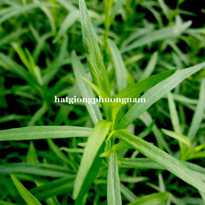 100H - HẠT GIỐNG RAU GIA VỊ NGẢI GIẤM
