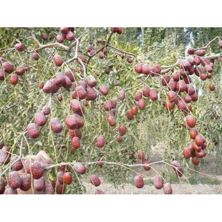 【TÁO ĐỎ】Đặc sản sa mạc Tân Cương 1kg (cỡ đại 4-6CM)
