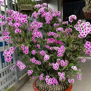 Hoa phong lan denro mini yaya