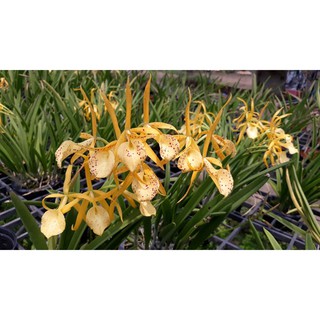 Chậu cây lan Brass - Nữ Hoàng Bóng Đêm hoa VÀNG