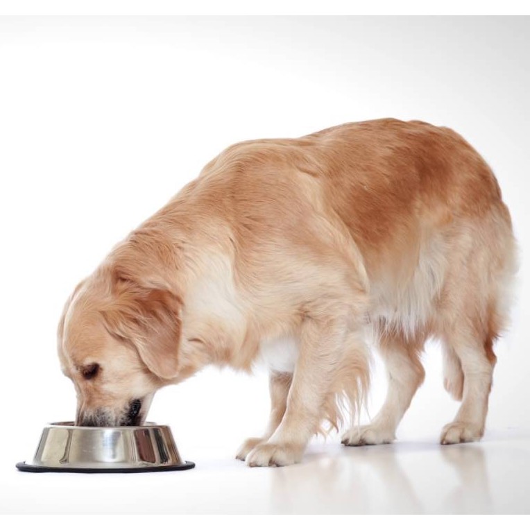 [Hộp 10 Gói] Pate Cho Chó Royal Canin Medium Adult 140g