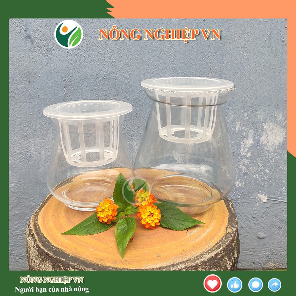 Bình thủy tinh, chậu thủy tinh trồng cây, nuôi cá miệng loe.nongnghiepvn