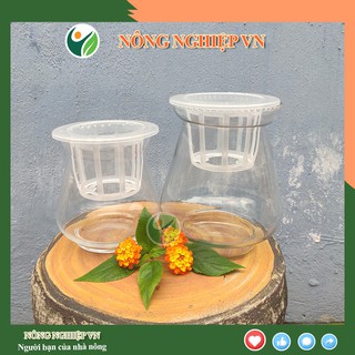 Bình thủy tinh, chậu thủy tinh trồng cây, nuôi cá miệng loe.nongnghiepvn